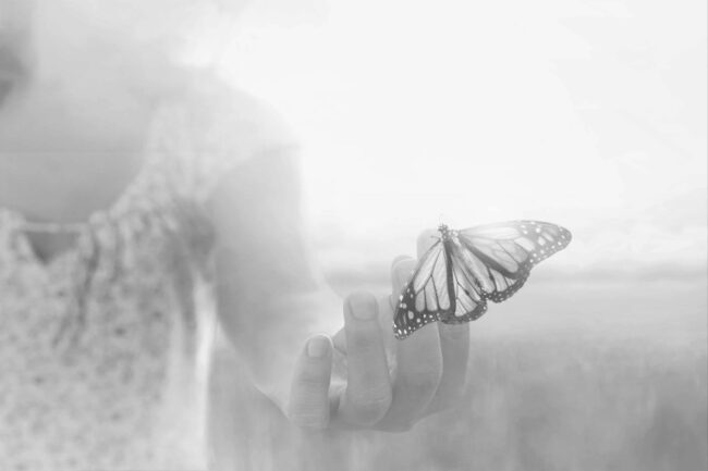 mariposa