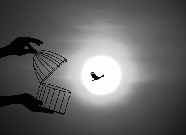 Bird,Flying,Out,Of,Cage,,Freedom,Concept,,Freeing,Bird,From